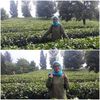 dewitiowati