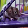 simas_turbo099