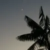 musaumafada