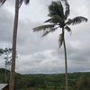 elang_darat11
