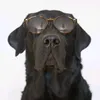 labradorengracado