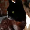 aldysssuni