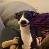 artuttifrutti