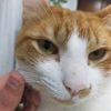 gato.fixe