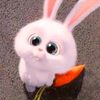 dodo6682