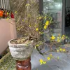 mai_anh584