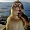 thinker_monkey