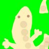 cicak🦎