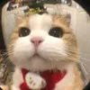 𝐋𝐢𝐞𝐞 ྀི