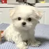 moonreu