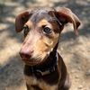 brankothehalfdobie