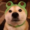 lvittyPet