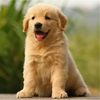 goldenretriever_cinder