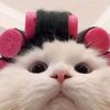 _.wang.ariii