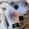 jeuss_r