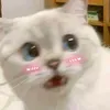 binbinvjp