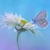 nourfarag610