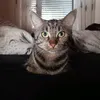 vogelfutter.2