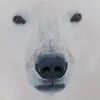 ancient_gray_bear