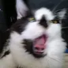 ur.mum.is_gae
