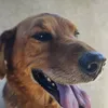 bigode.dapracinha