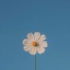 uservie91