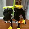 animalizandotv
