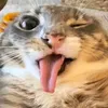 bingoooze