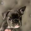 twyla_marie_the_frenchie