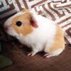 guineapig181