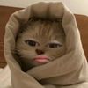 ttiiasri