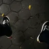 pragmaticplay118