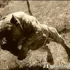 presagangkennel