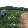 galok.agriculture