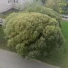 dyfgillqgs31
