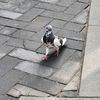 justafuckinpigeon