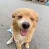 hamlvocungluon