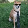 leolpsr