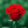 user5027102135578