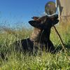 gsdrook