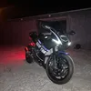 blacktail_r1