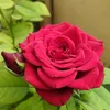 r.barwari01