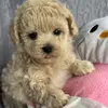 veriaviablepuppy