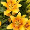 blanchdavis6794