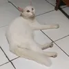 bapaogoreng_