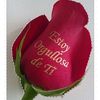 paty.3tyta