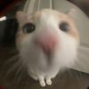Sugey_012