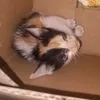 kucingmoochi