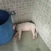 iekskaxbhfuchxjsmz