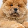 mhimibear